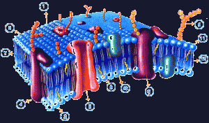 Membrana Celular Escuelapedia Recursos EducativosEscuelapedia