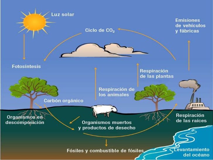 El Ciclo Del Carbono Escuelapedia Recursos Educativosescuelapedia