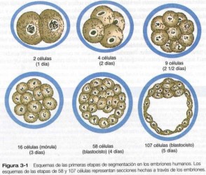 Las Fases Del Desarrollo Embrionario Escuelapedia Recursos EducativosEscuelapedia Recursos