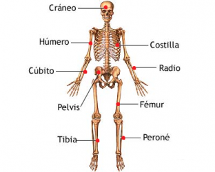 Los Principales Huesos Del Cuerpo Humano Escuelapedia Recursos 5063
