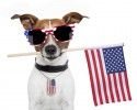 american dog