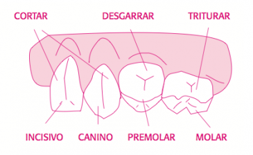 Los Dientes - Escuelapedia - Recursos EducativosEscuelapedia – Recursos ...