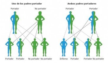 Los Genes Dominantes Y Recesivos - Escuelapedia - Recursos ...