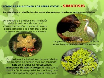 Simbiosis - Escuelapedia - Recursos EducativosEscuelapedia – Recursos ...