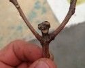 objetos graciosos caras (31)
