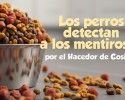 perros (1280×720)