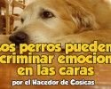 perros emociones